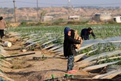 بسبب العدوان.. مليونا دولار خسائر يومية في الإنتاج الزراعي بغزة