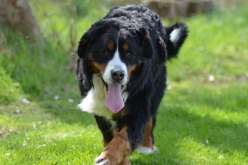 أمريكا تدق ناقوس الخطر حول مرض تنفسي غير معروف يقتل الكلاب