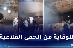 برج بوعريريج.. الهيكل البلدي لحفظ الصحة في خرجة ميدانية لمستودعات تربية الابقار