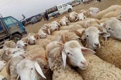 الوالي يأمر بغلق سوق المواشي ببلدية الكرمة في وهران