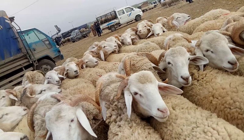 الوالي يأمر بغلق سوق المواشي ببلدية الكرمة في وهران