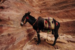 قصّة وعبرة.. لا أحد يمنعك فلا تَلُمْ الآخرين