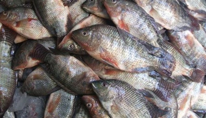 بجاية: الدرك يحجز 4 قنطار من سمك “الدوراد” الفاسد بسوق الإثنين