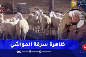 تلمسان / من جديد .. عودة ظاهرة سرقة المواشي والخاسر الأكبر الموال