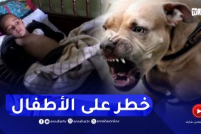 الجلفة / كلاب ضالة تنهش أجساد 6 أطفال ببلدية عين افقه