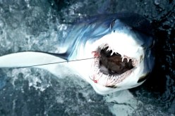 سمكة قرش تلتهم مراهقا في أستراليا