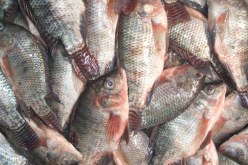 مراقبة لاحقة تكشف تهريب الأموال عن طريق استيراد أسماك طازجة من فرنسا