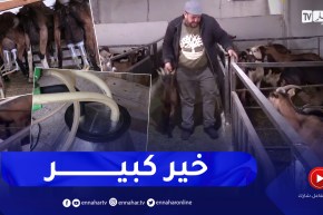 الجلفة: تربية الماعز الحلوب المهجن .. تجربة رائدة بحاجة لدعم وتسويق