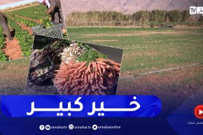 بشار: “عمي محمد” رفع التحدي لزيادة نسبة الإنتاج هذه السنة رغم العراقيل