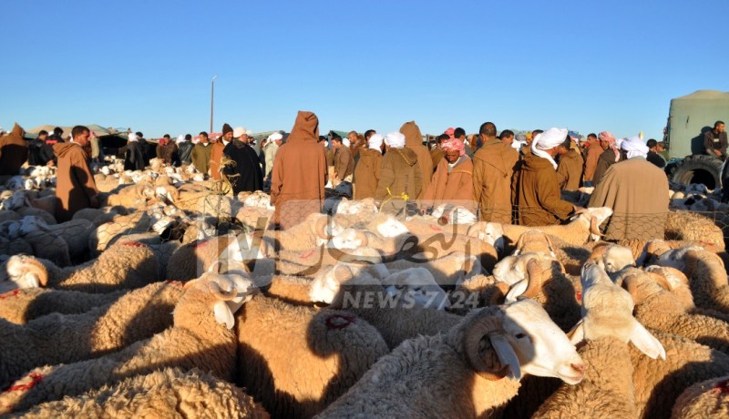 البيض.. والي الولاية يقرر غلق كل أسواق الماشية لمدة شهر قابل للتمديد