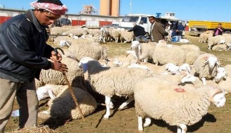 المسيلة.. الغلق المؤقت لأسواق الماشية ومنع التجمع للحيوانات