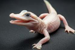 الولايات المتحدة: ولادة نادرة لتمساح أبيض اللون في فلوريدا