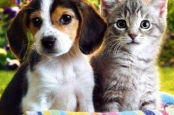 تسبب السرطان..استبعاد هذه المادة قريبا من أغذية الحيوانات الأليفة