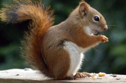 صادم.. حديقة حيوانات تسمم ثلاثة أرباع من السناجب