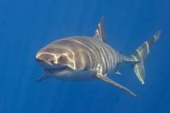 قرش ينقض على أمريكية في جزر البهاما