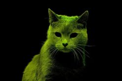 قطط نووية تثير الفزع في بريطانيا