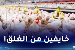 أمراض فيروسية عند الدواجن.. ضعف المراقبة ومربون يتسترون!
