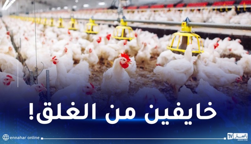 أمراض فيروسية عند الدواجن.. ضعف المراقبة ومربون يتسترون!