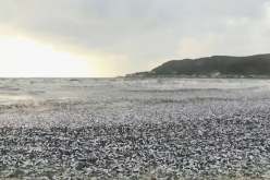 نفوق آلاف أسماك السردين دون سبب معروف