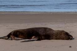 الأنفلونزا تهاجم الحيوانات البحرية ونفوق مئات الأسماك