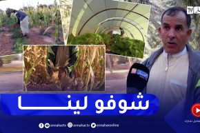 ورقلة: الفلاح قواميد .. تحدى الطبيعة لتحويل منظقة عين زقا إلى أرض خصبة