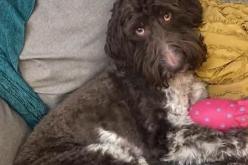 كلب يأكل 4000 دولار لعائلة يعيش معها ويسبب لهم أكبر صدمة في حياتهم!