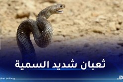 بالفيديو.. مفاجأة مرعبة داخل خزانة ملابس!