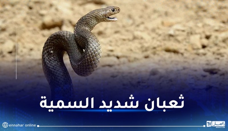 بالفيديو.. مفاجأة مرعبة داخل خزانة ملابس!
