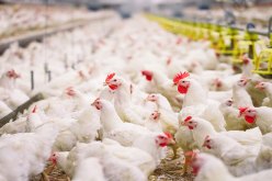 الترخيص باستيراد 400 ألف دجاجة شهريا