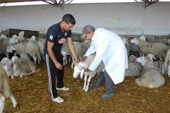 تجنيد 3 آلاف بيطري للتلقيح ضد الحمى القلاعية