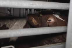 مشاهد مرعبة.. مذبحة في فرنسا تقطع الأبقار وهي على قيد الحياة