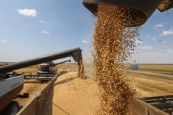 توقعات بإرتفاع الإنتاج العالمي من الحبوب إلى 2841 مليون طن