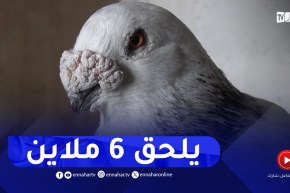 سعيدة : عبد القادر حول هوايته في تربية الحمام إلى مصدر رزق له