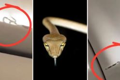 فيديو مرعب.. ثعبان يتجول فوق مقصورات الأمتعة داخل الطائرة