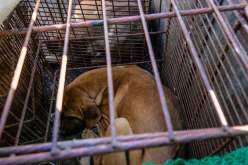 كوريا الجنوبية تحظر تجارة لحوم الكلاب