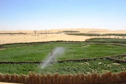 إنشاء أقطاب فلاحية للشعب الإستراتيجية بالجنوب
