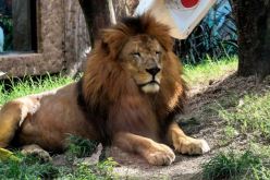 نهاية مؤلمة.. شاب يلقي بنفسه في عرين الأسد لالتقاط “سيلفي”