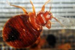 عائلة تدخل المستشفى بسبب مبيد حشري ضد البق