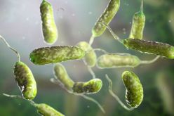 بعد ارتفاع الإصابات.. العلماء يحذرون من البكتيريا “آكلة اللحم”