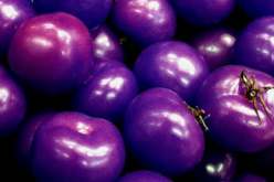 الكشف عن طماطم أرجوانية معدلة وراثيا