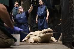 الولايات المتحدة: إخراج 70 قطعة نقدية من معدة تمساح