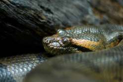 طوله 6 أمتار ووزنه 200 كيلوغرام.. اكتشاف نوع جديد من الثعابين العملاقة