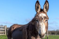 علاج غريب.. بيطريون ينقذون حمارًا مريضًا بإطعامه 24 لترًا من الكولا