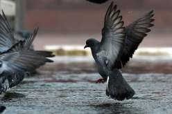 الهند تحبس حمامة مدة 8 أشهر ظنا أنها جاسوس صينية