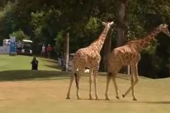 بالفيديو.. زرافتان تقتحمان بطولة للغولف