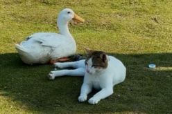 علاقة غير معتادة.. صداقة قطة وبطة تتصدر الترند