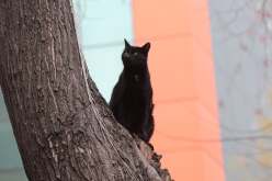 فتح تحقيق بعد مقتل حوالي 15 قطا بطريقة وحشية