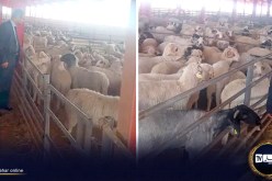 البيض: دخول 423 رأس غنم من دولة رومانيا