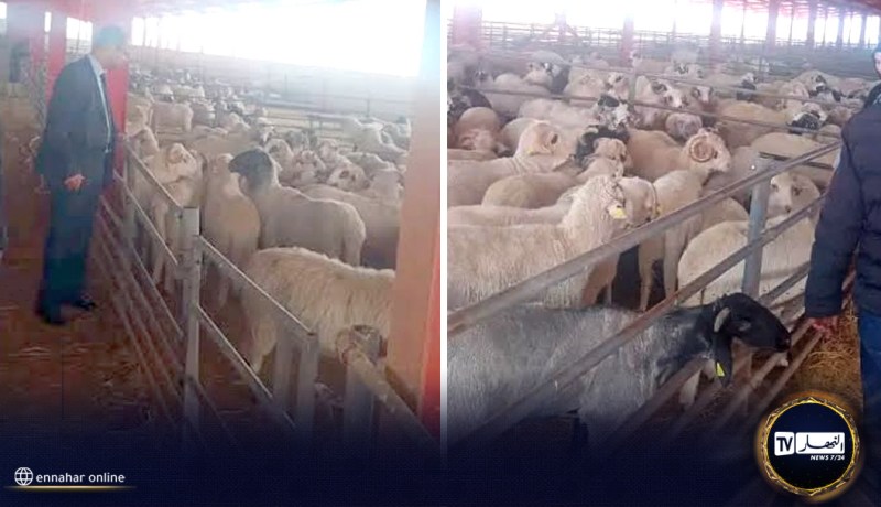 البيض: دخول 423 رأس غنم من دولة رومانيا