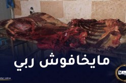 إكتشاف مذبح سري للأحمرة بعين الترك في وهران